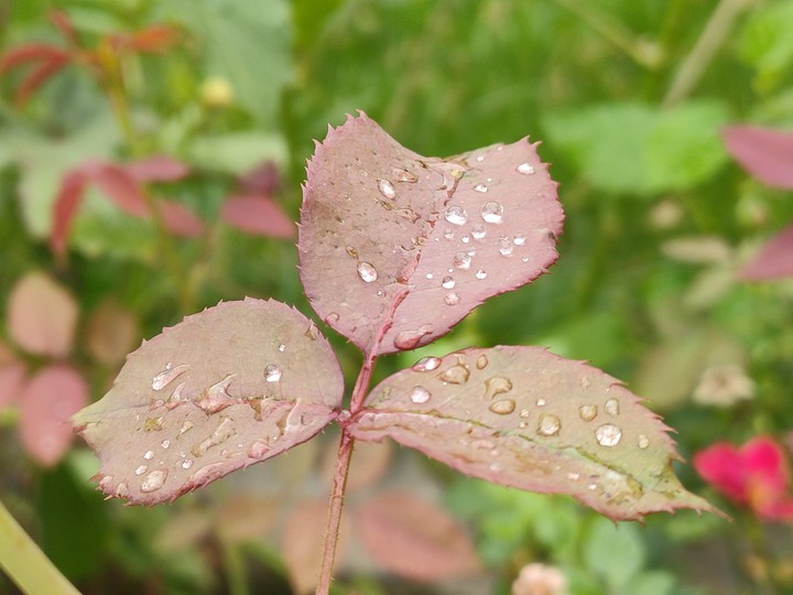 Dew on Leaves