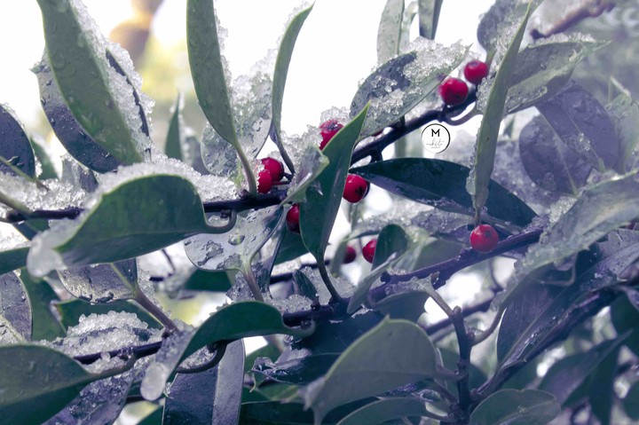 Mistletoe