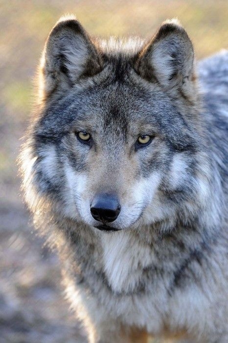 Wolf