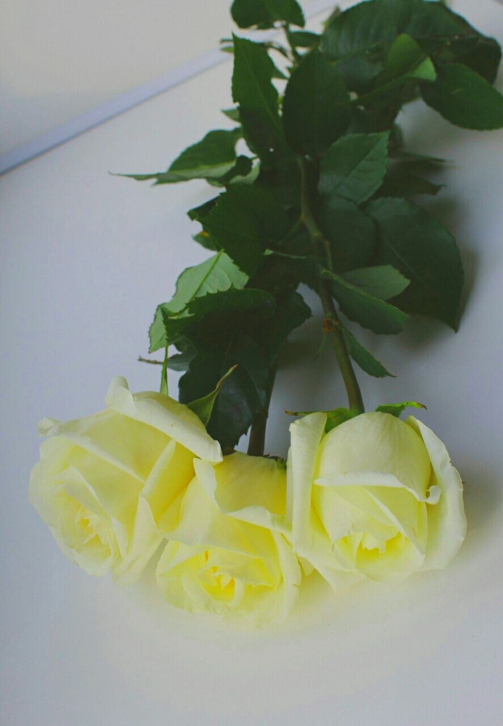 , yellow roses