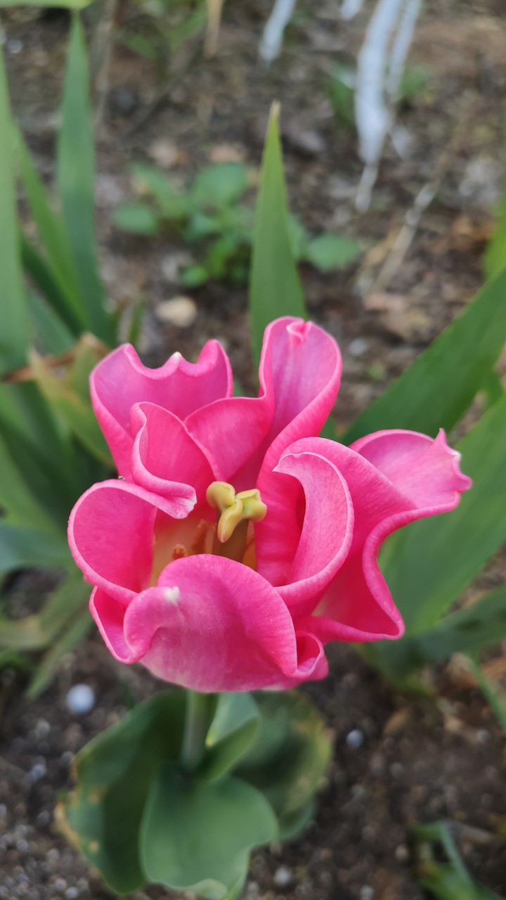 Tulip