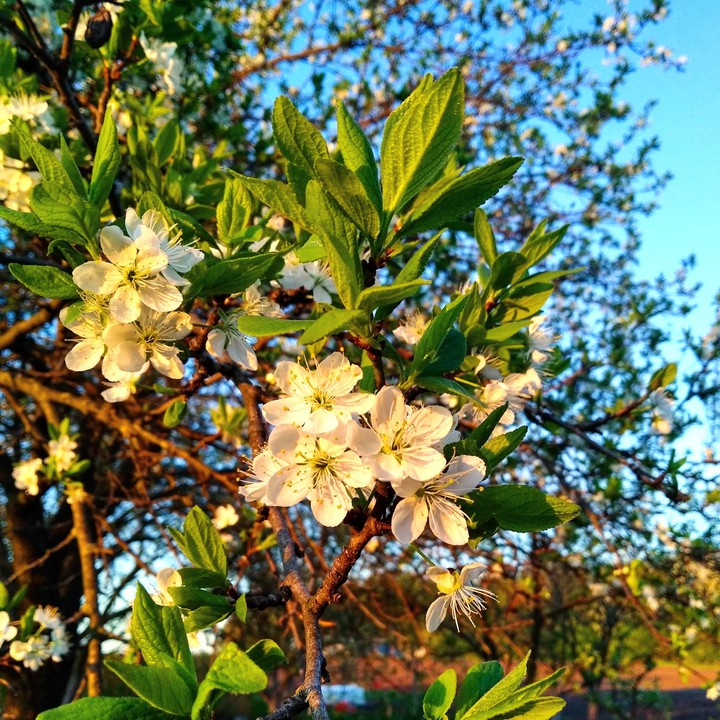 flower