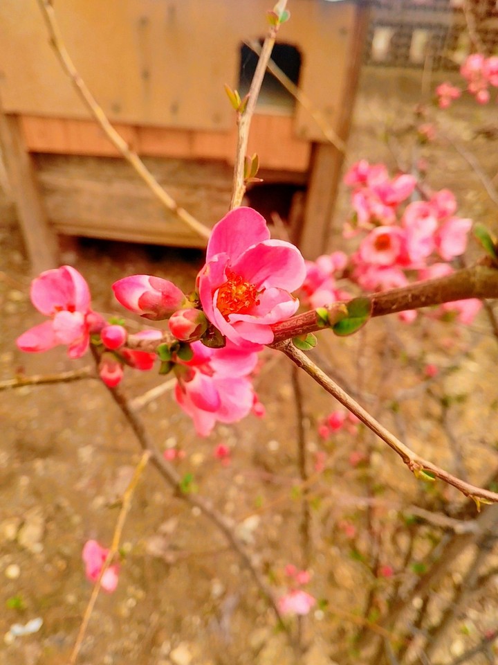 Pink Flower
