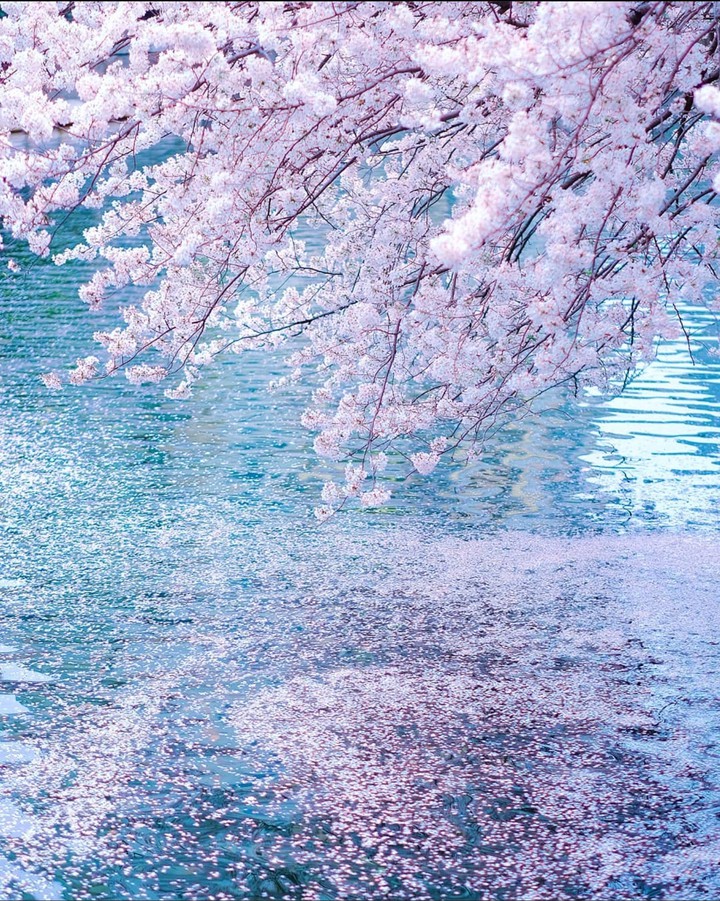 Cherry Blossom