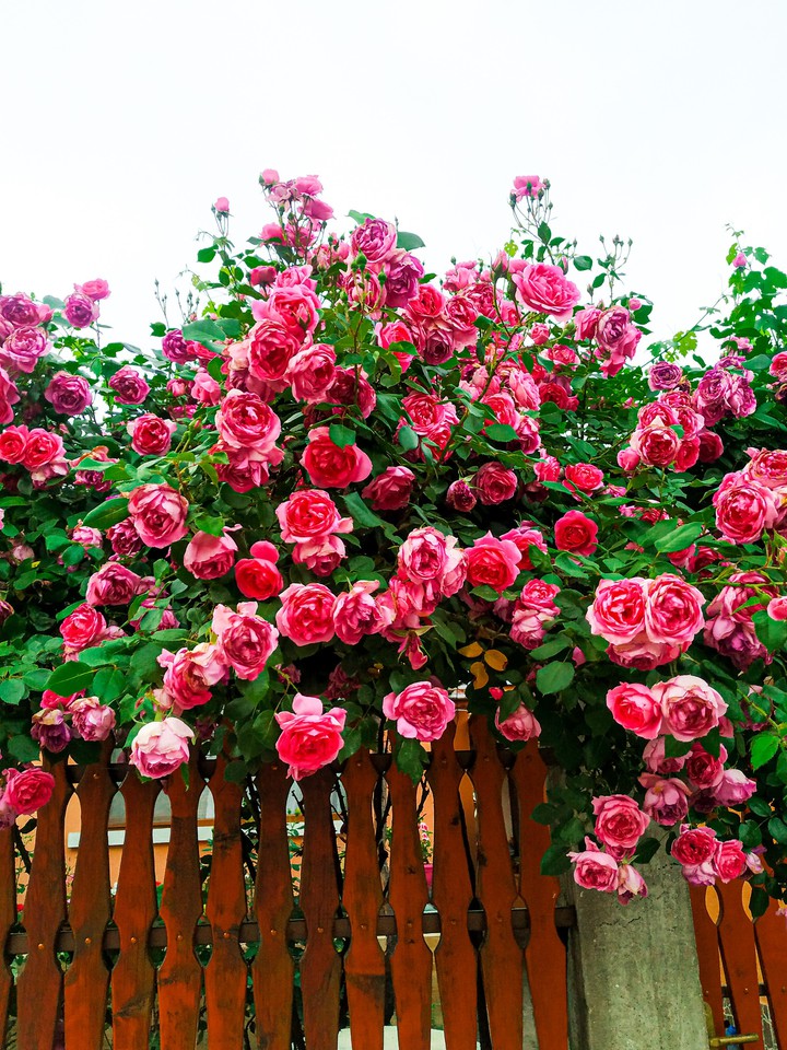 roses