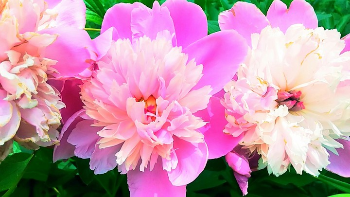 Peonies))