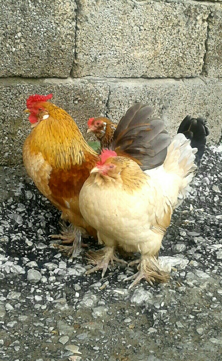 Dîk û mirîşk(kurdish), small rooster and hens