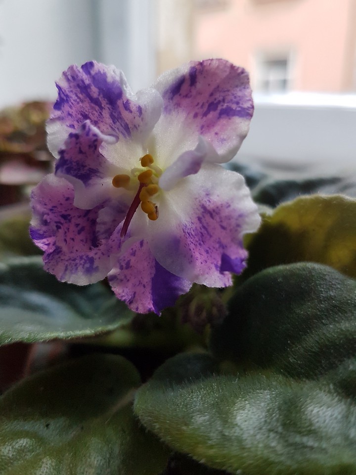 the flowers...