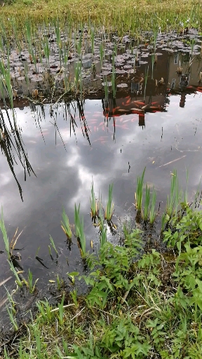 Goldfische im Teich