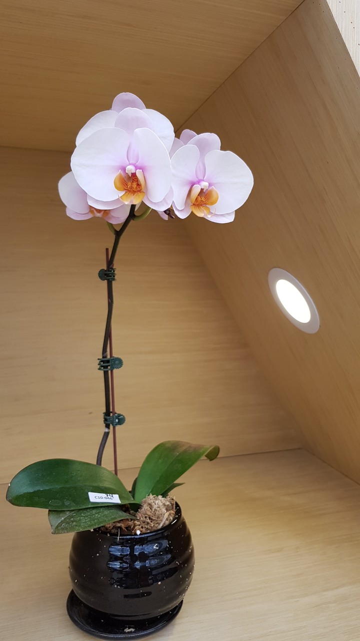 Flowers Expo. in Taichung, Taiwan