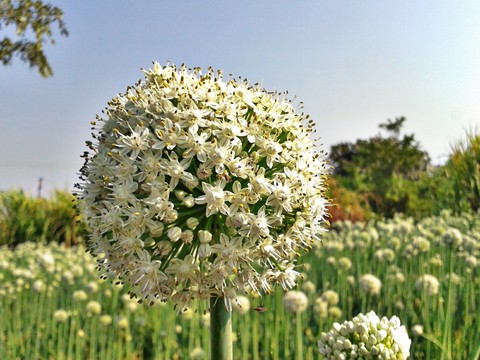 flowers