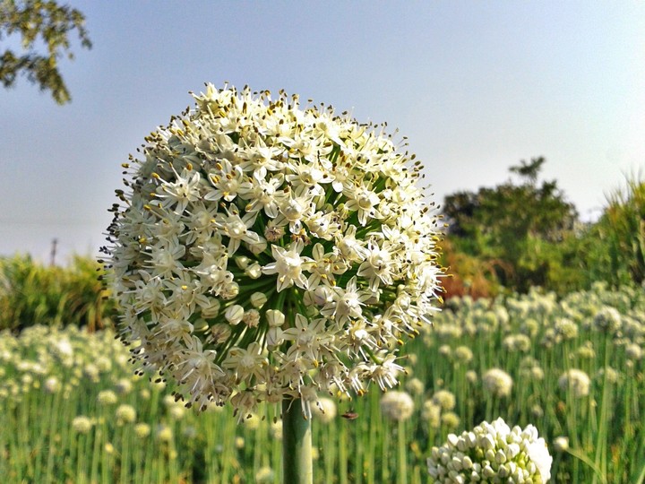 flowers
