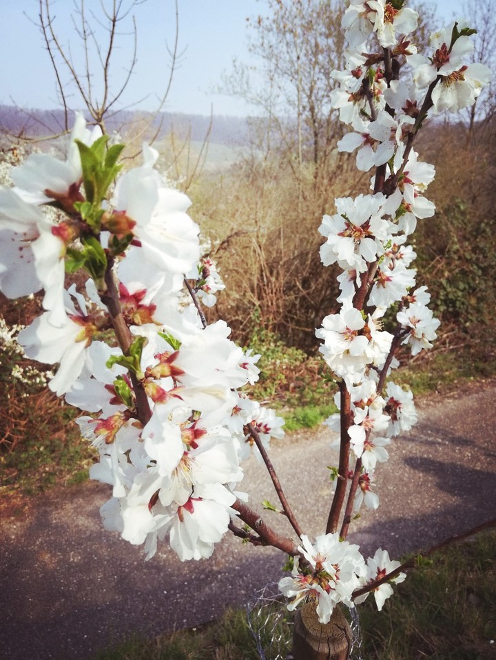 Peach tree