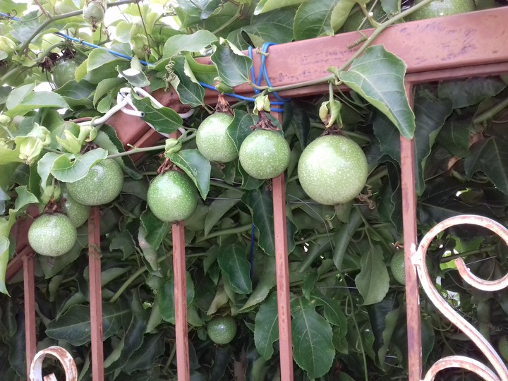 passion fruit unripe vine