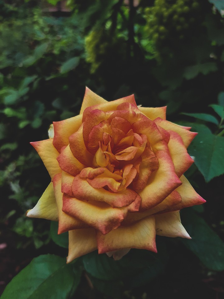 roses