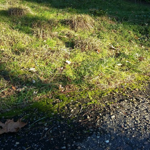 tapety soil, wetland