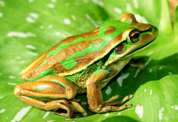 Frog