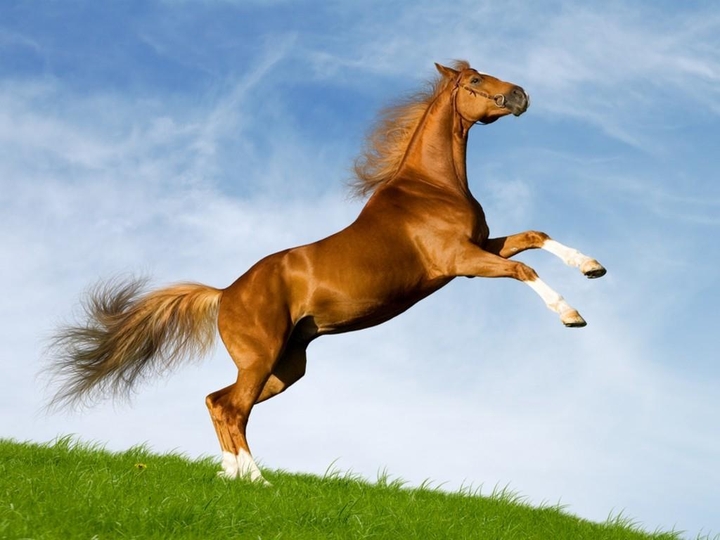 Horse