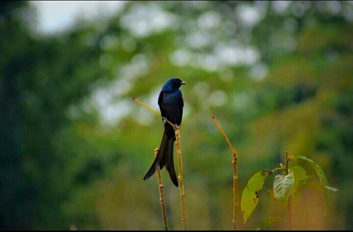 birds