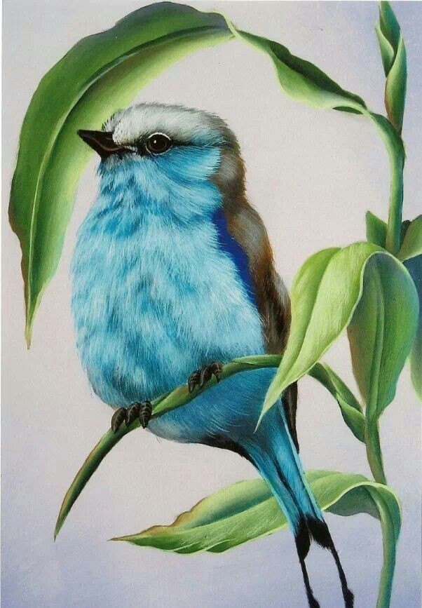 cute birdi
