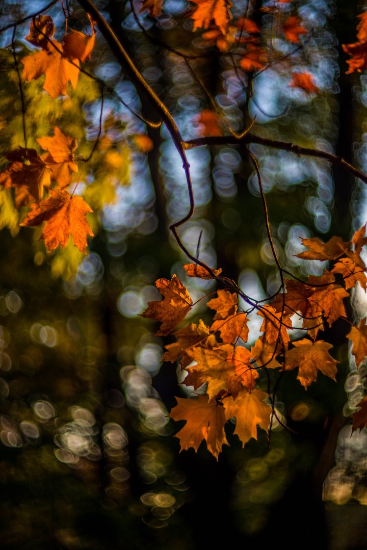 Bokeh Autumn