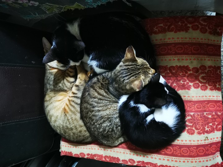 Cats