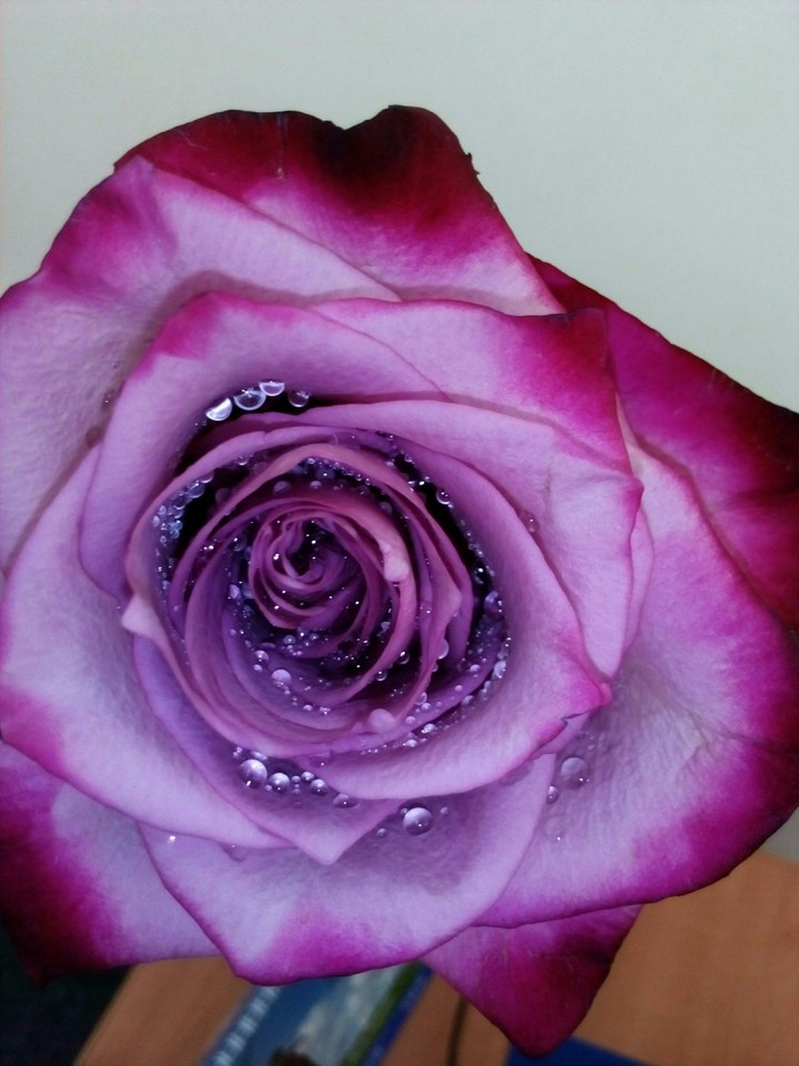 rose