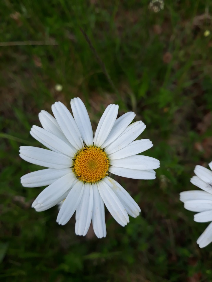 daisy