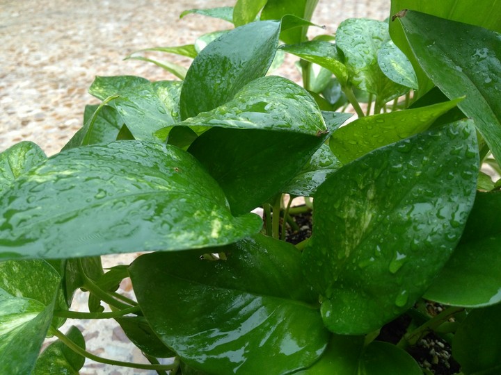 flower