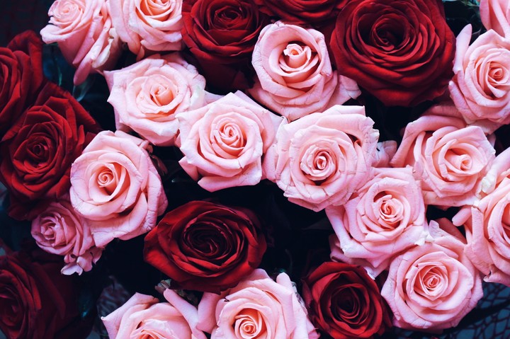 Roses