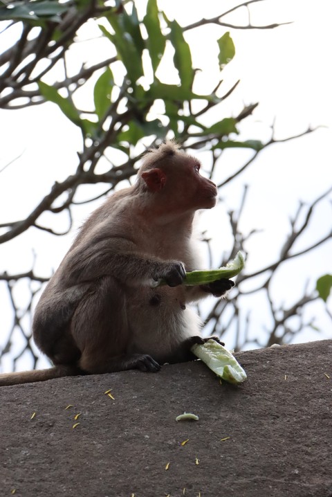 hình nền twig, plant