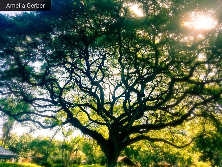 Big tree