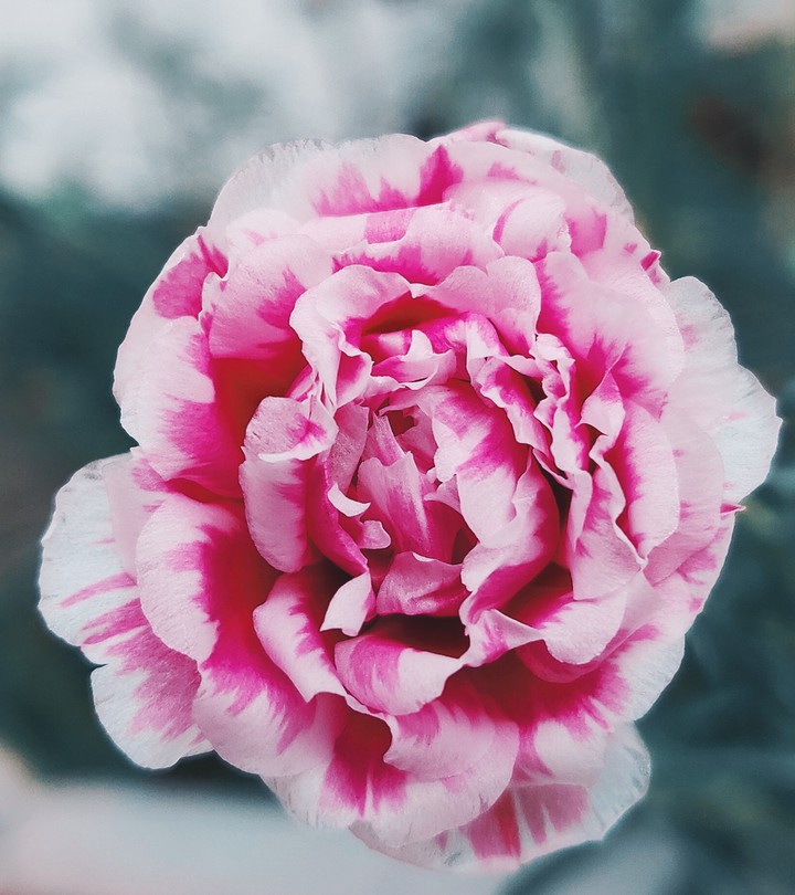 blossom