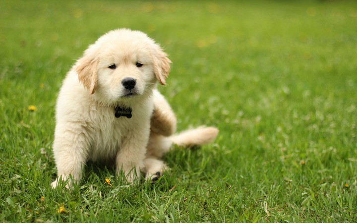 puppy