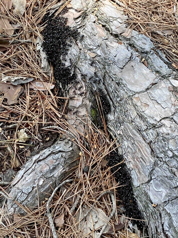 ant army and fortress