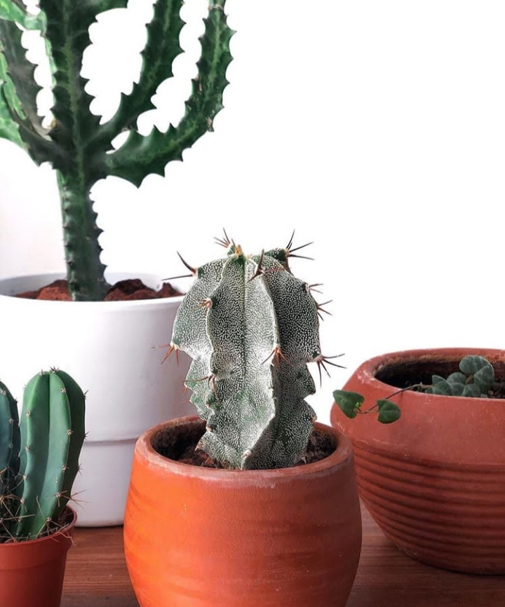cactus