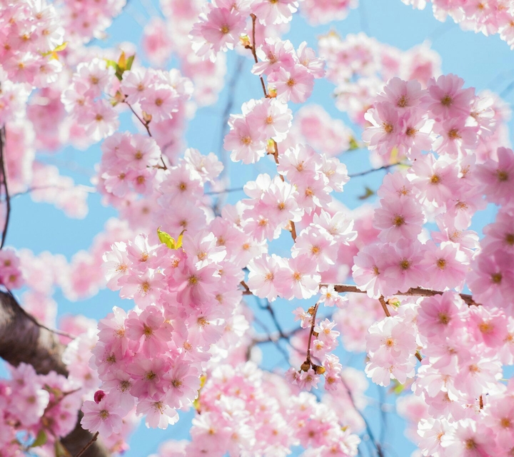 blossom spring