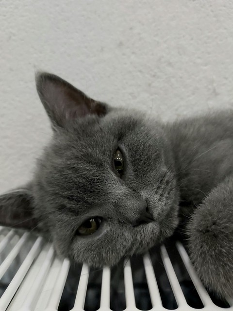 grey, iris वॉलपेपर