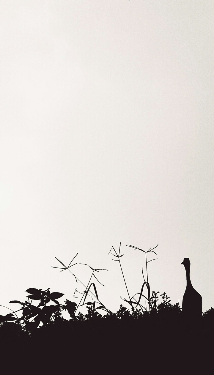 lost duck