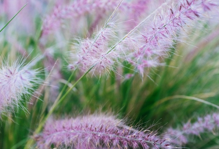 purple plant.