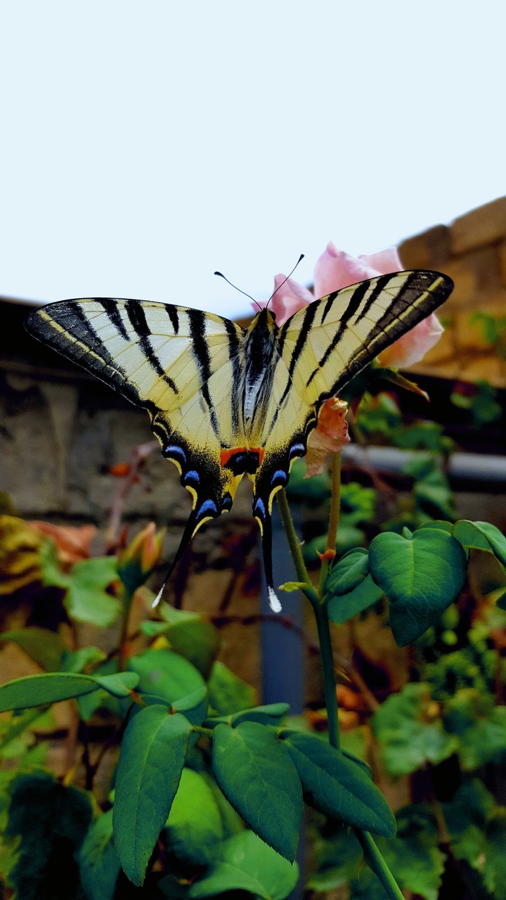 Butterfly