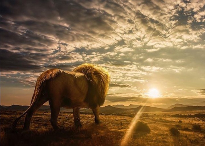 lion king1978