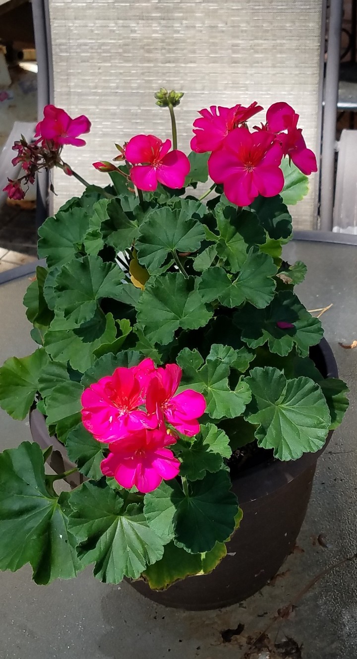 Geranium