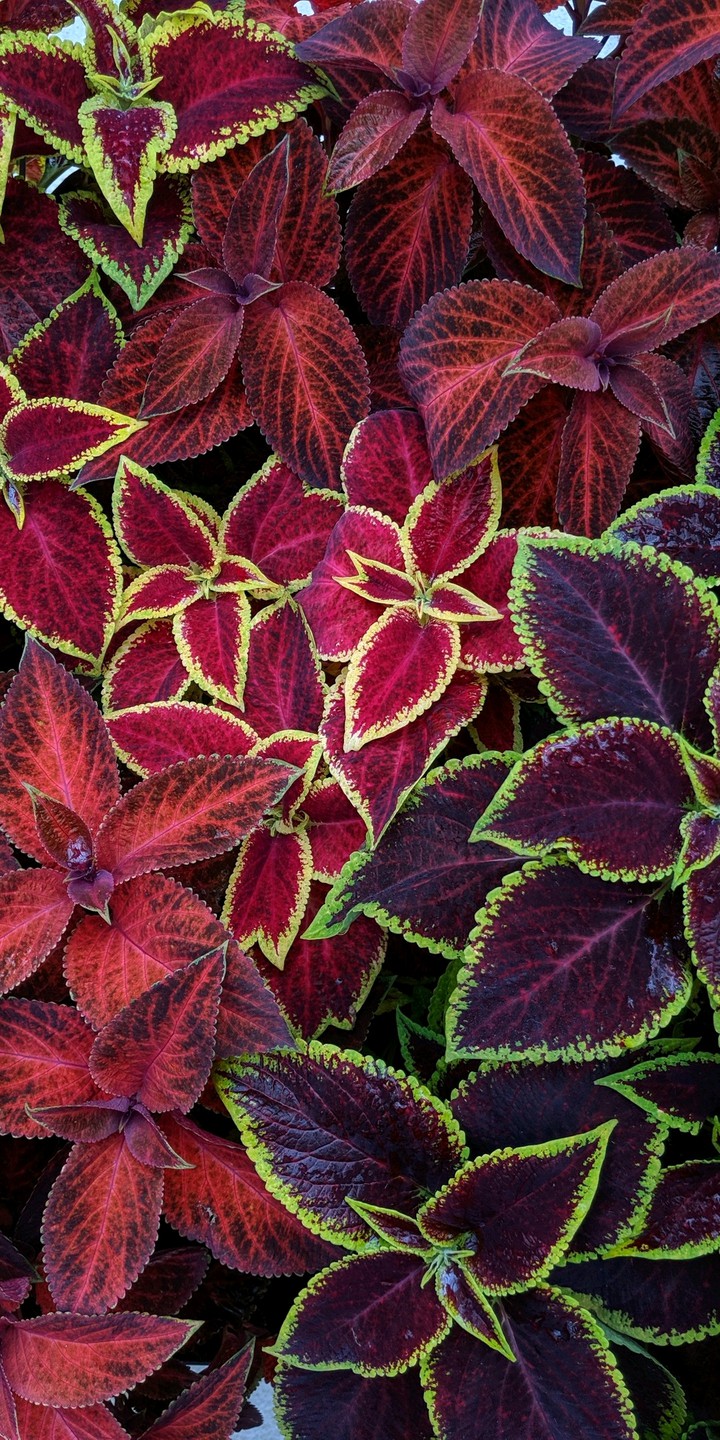 Colorful leaves
