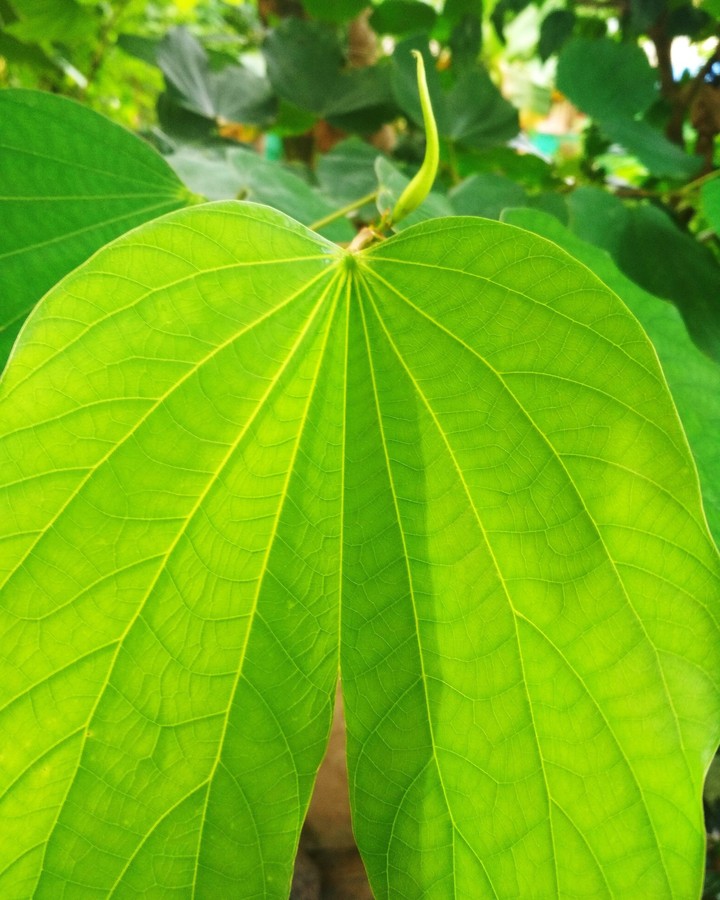 Green leaft of two heart