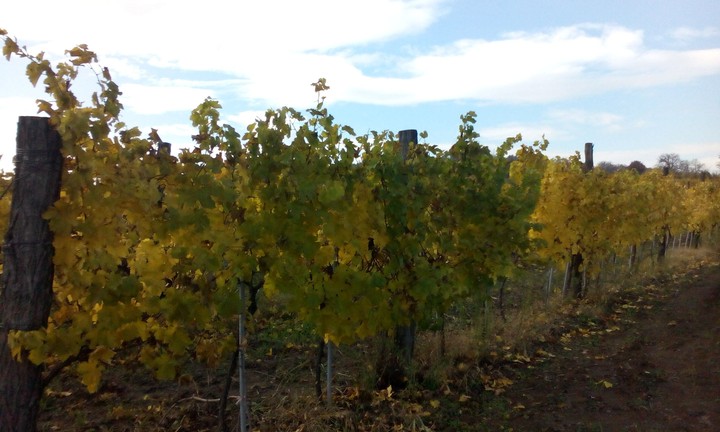 vineyard