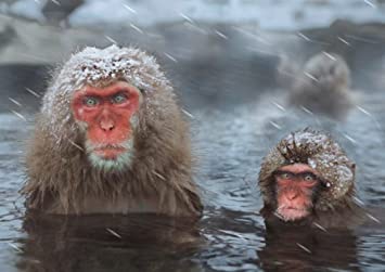 snow Monkey❤️