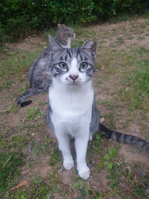 cat