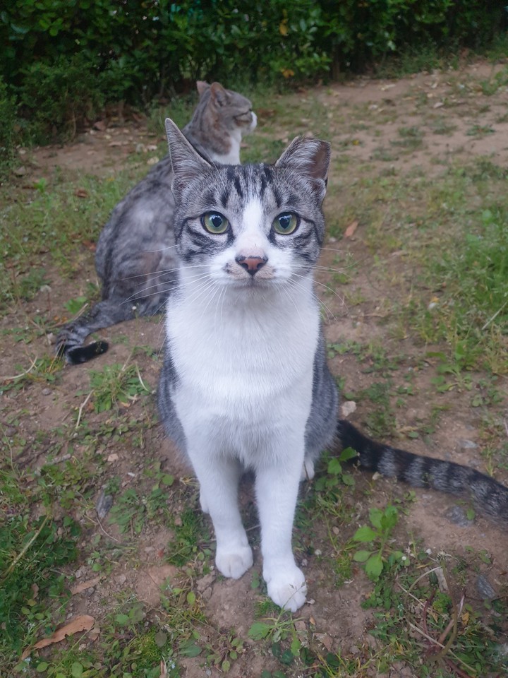 cat