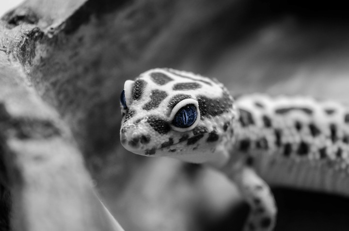 Leopard Gecko